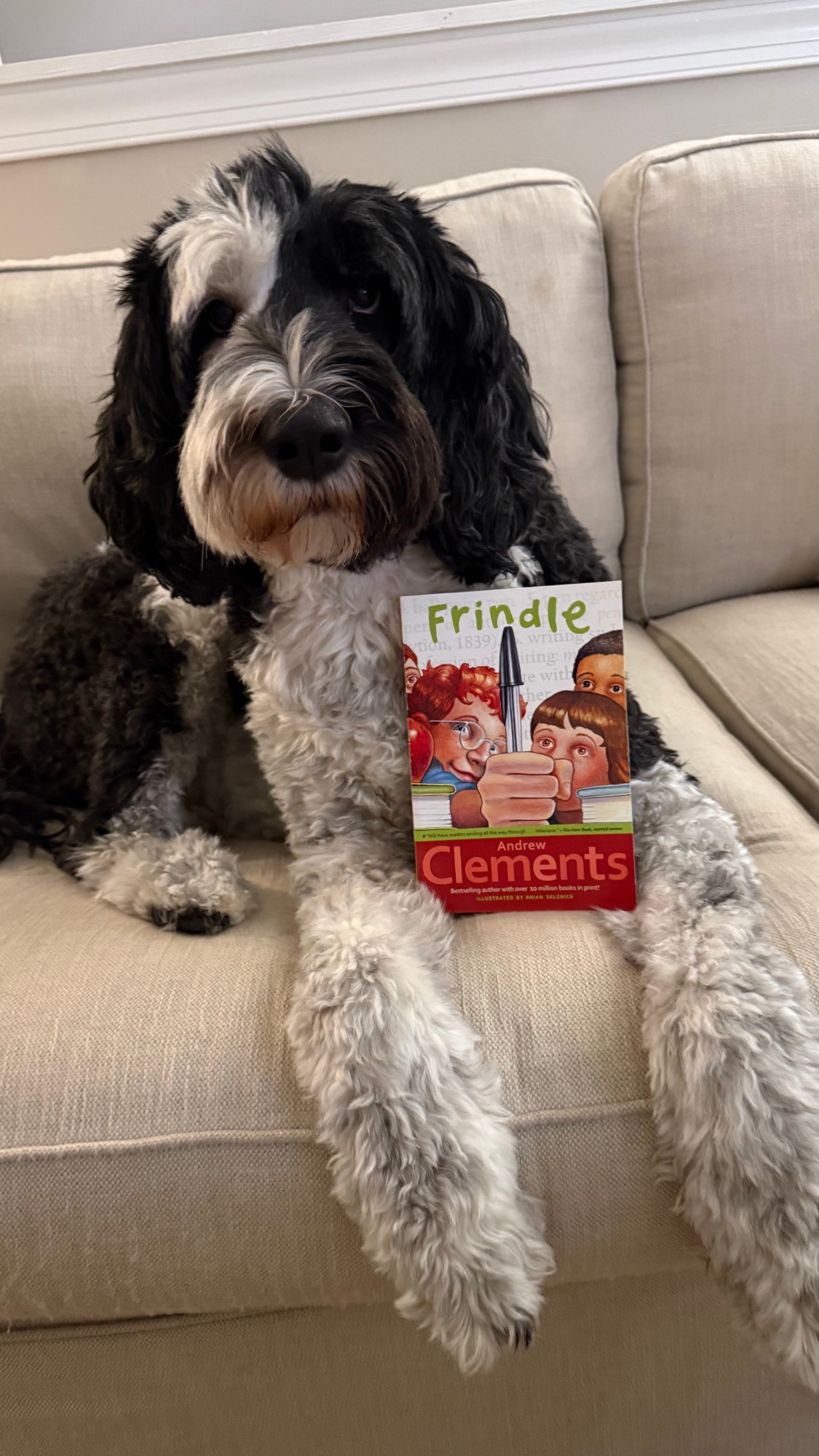 Maisie, a black and white doodle, on the couch with a copy of Frindle by Andrew Clements